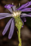 Georgia aster